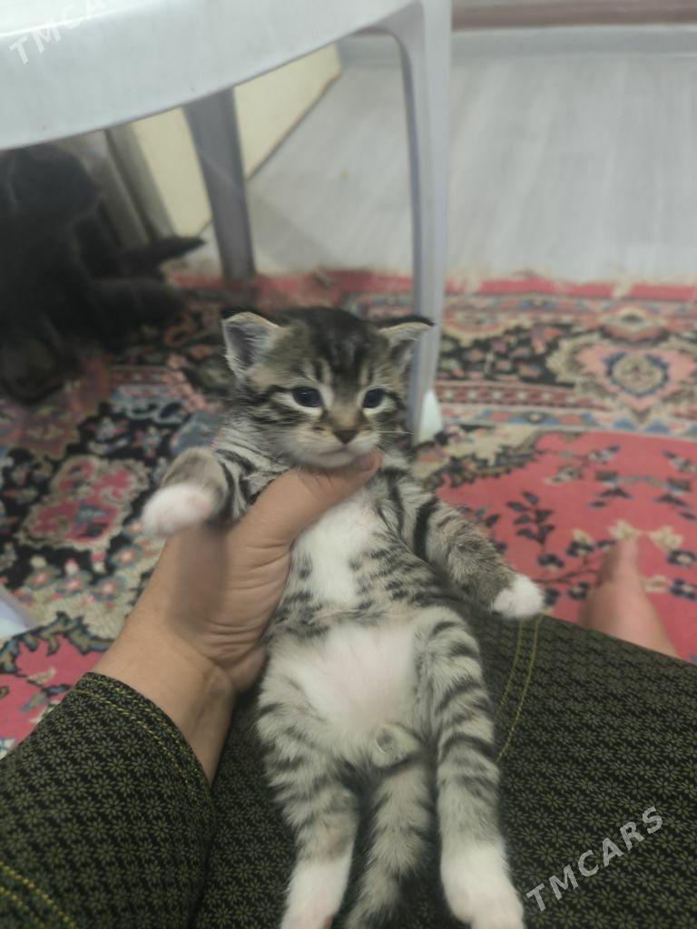 pishijekler kotenok - Анев - img 3