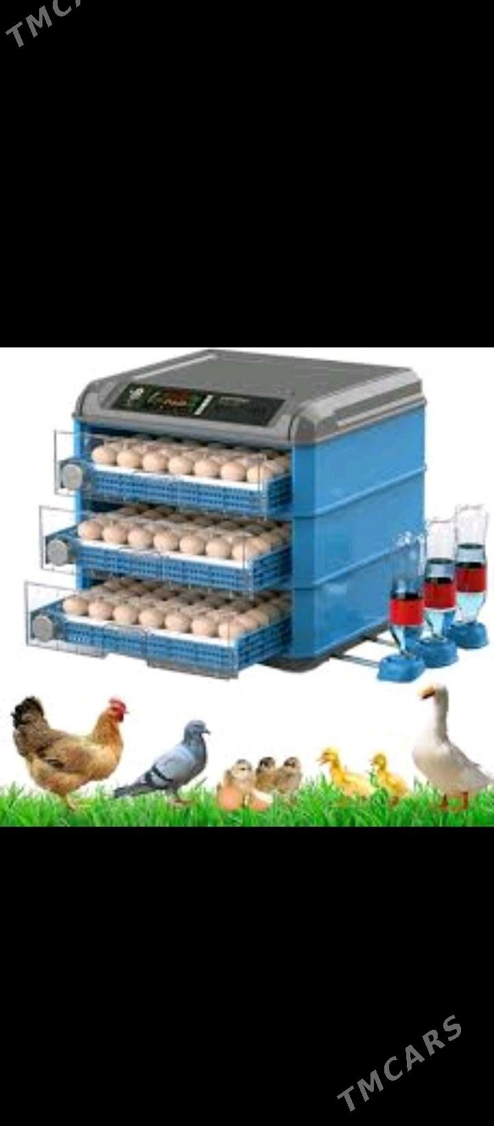 inkubator - Howdan "W" - img 2