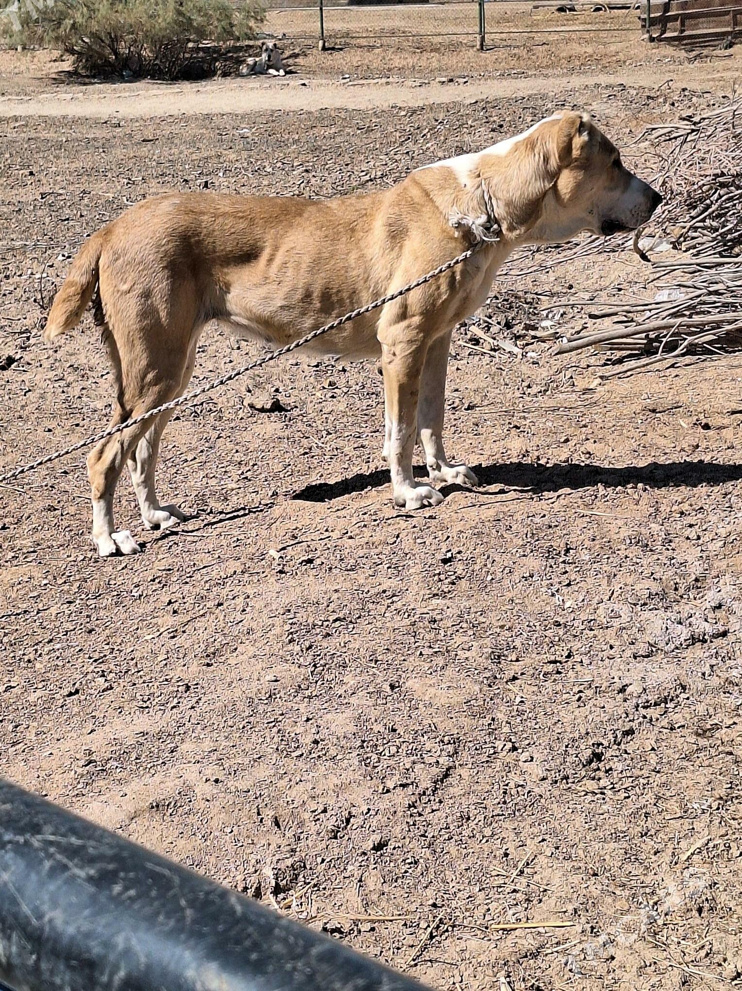 Güjik - Tejen - img 1