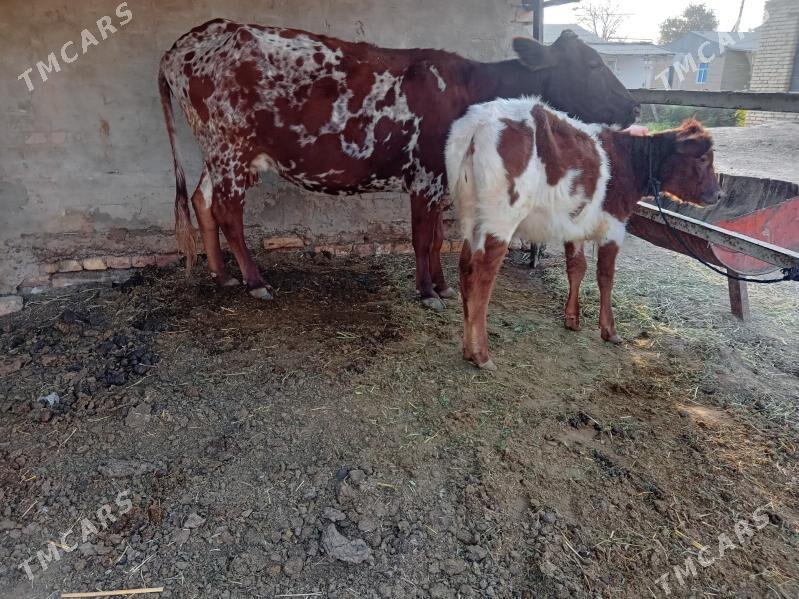 uly gòleli sygyr - Байрамали - img 2