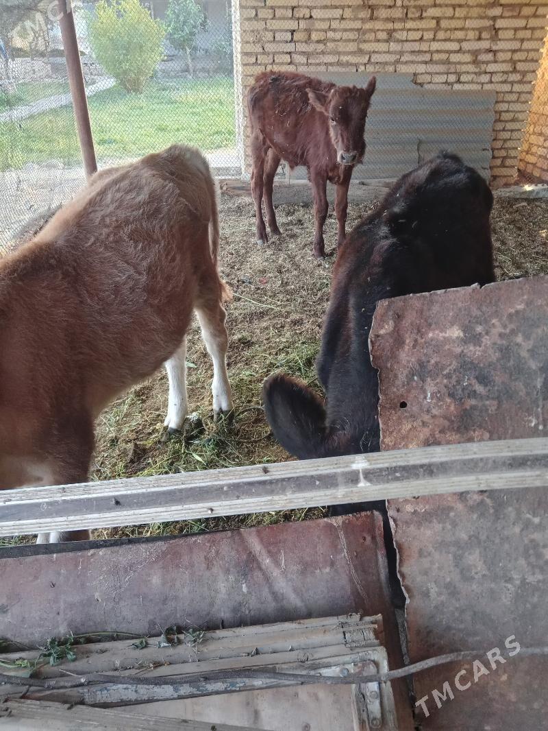 uly gòleli sygyr - Байрамали - img 3