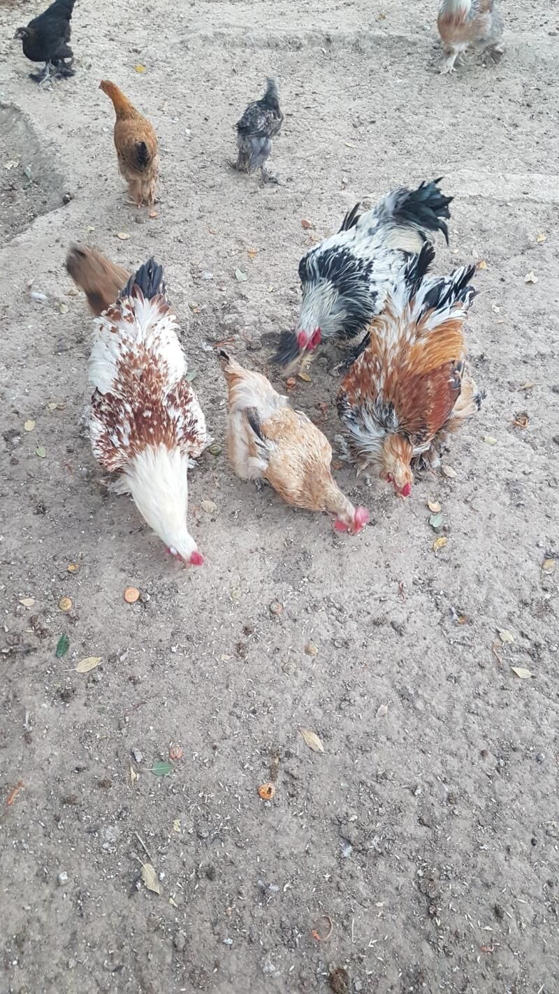 horaz - Гызыларбат - img 9