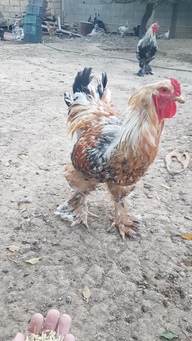 horaz - Гызыларбат - img 8