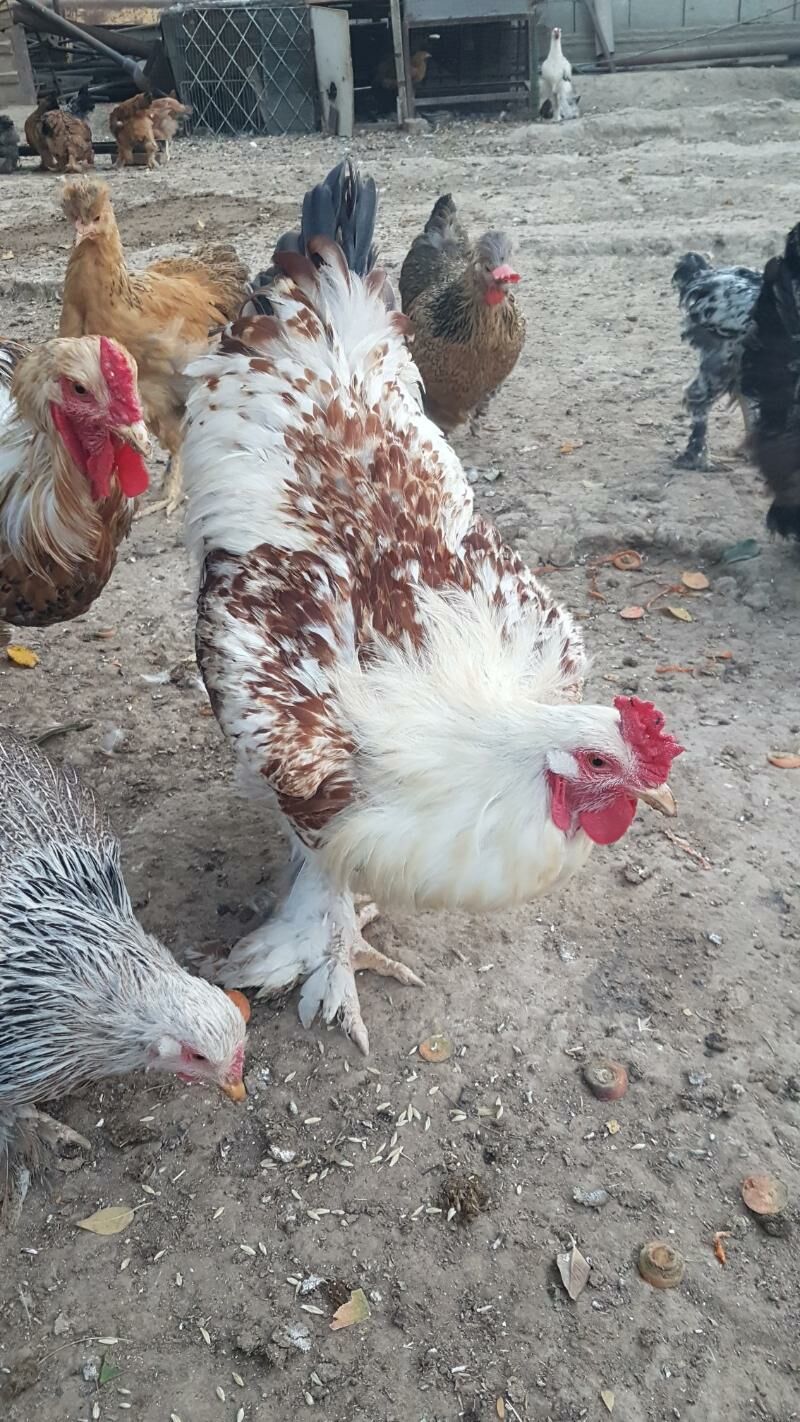 horaz - Гызыларбат - img 6