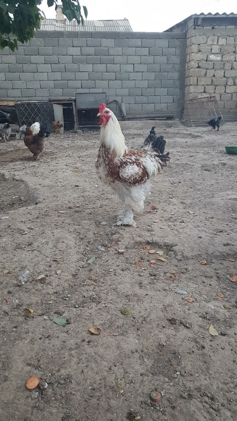 horaz - Гызыларбат - img 5