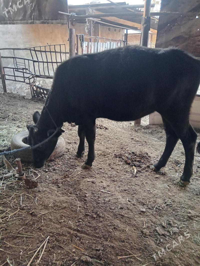 uly gòleli sygyr - Байрамали - img 4