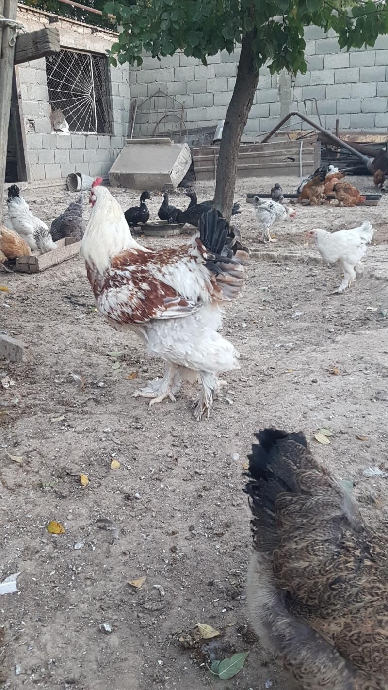 horaz - Гызыларбат - img 7