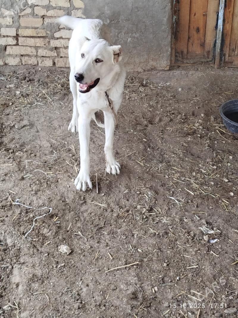 Alabay it - Murgap - img 3