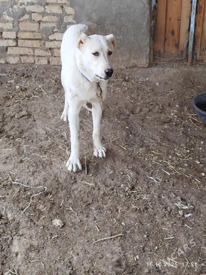 Alabay it - Murgap - img 2