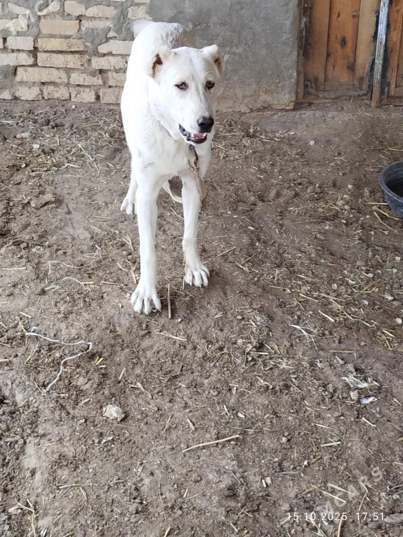 Alabay it - Murgap - img 4