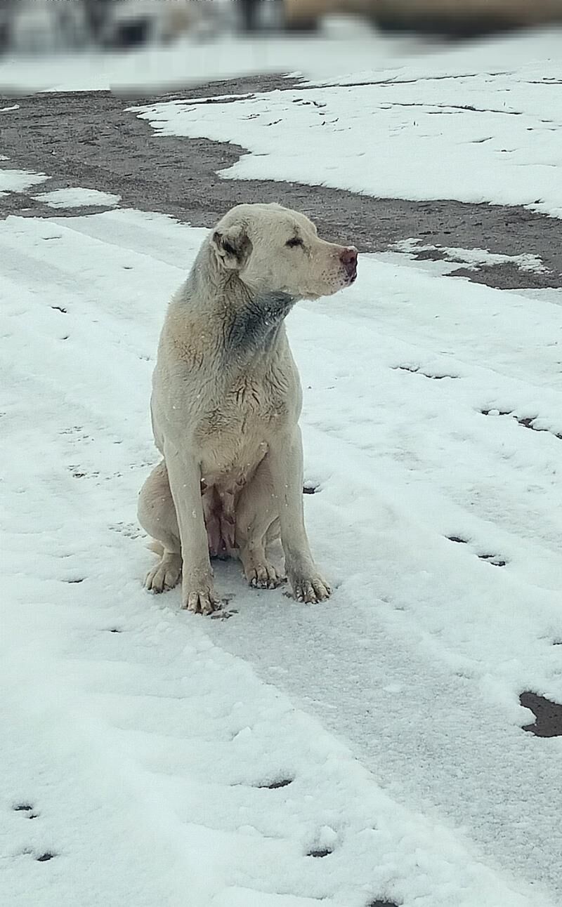 TÜRKMEN GÜJÜKLERI - Гурбансолтан Едже - img 2