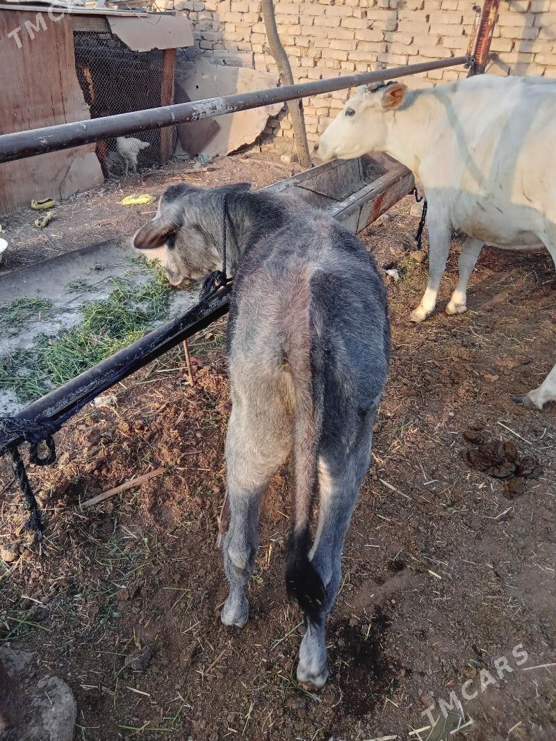 uly gòleli sygyr - Байрамали - img 5