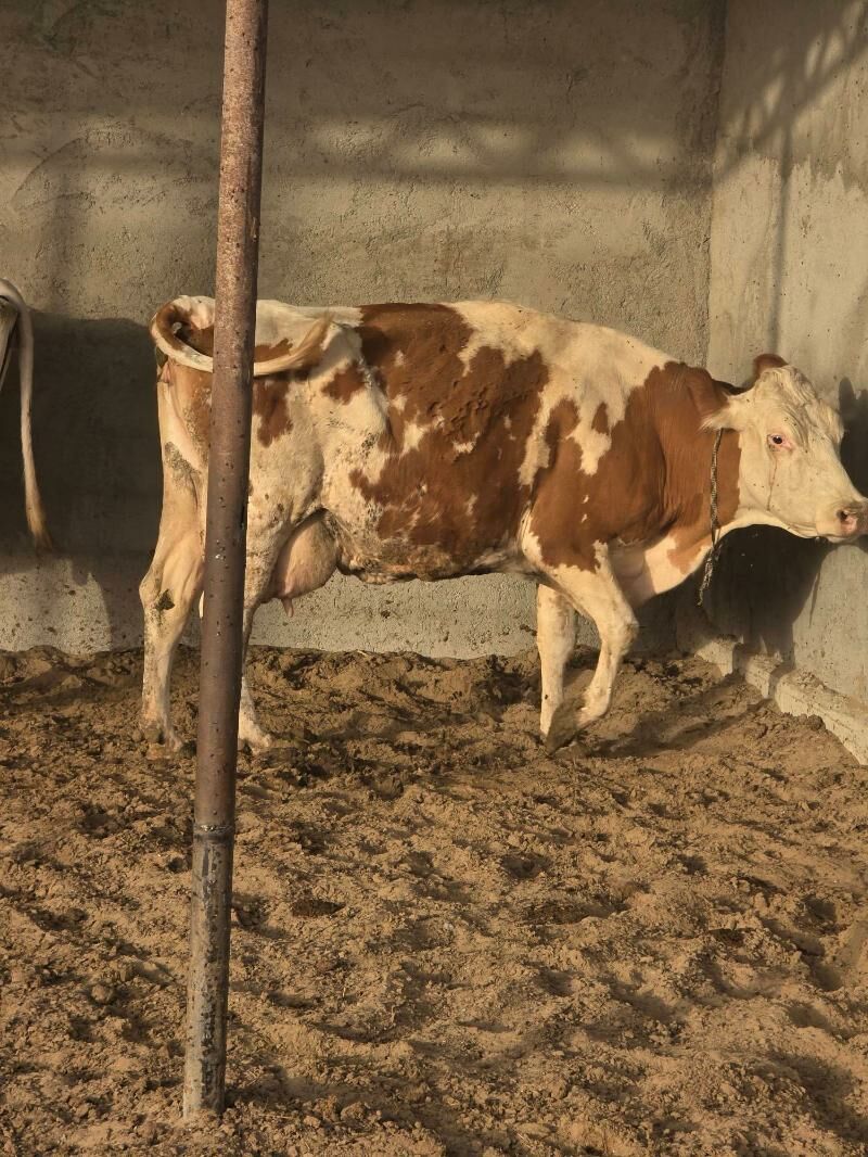 Simental Sygyr - Бахарден - img 1