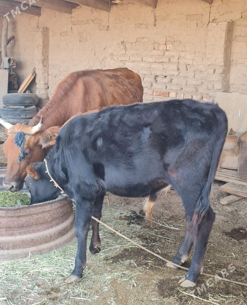 Öküz - Babadaýhan - img 1