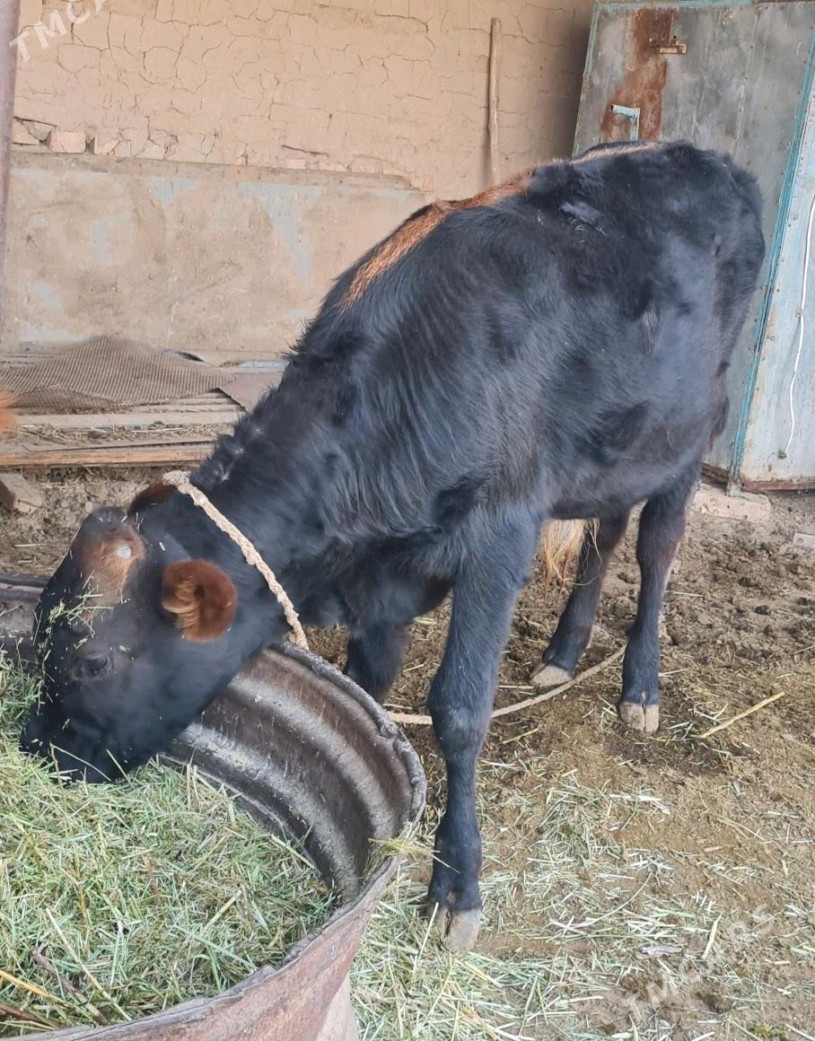 Öküz - Babadaýhan - img 2