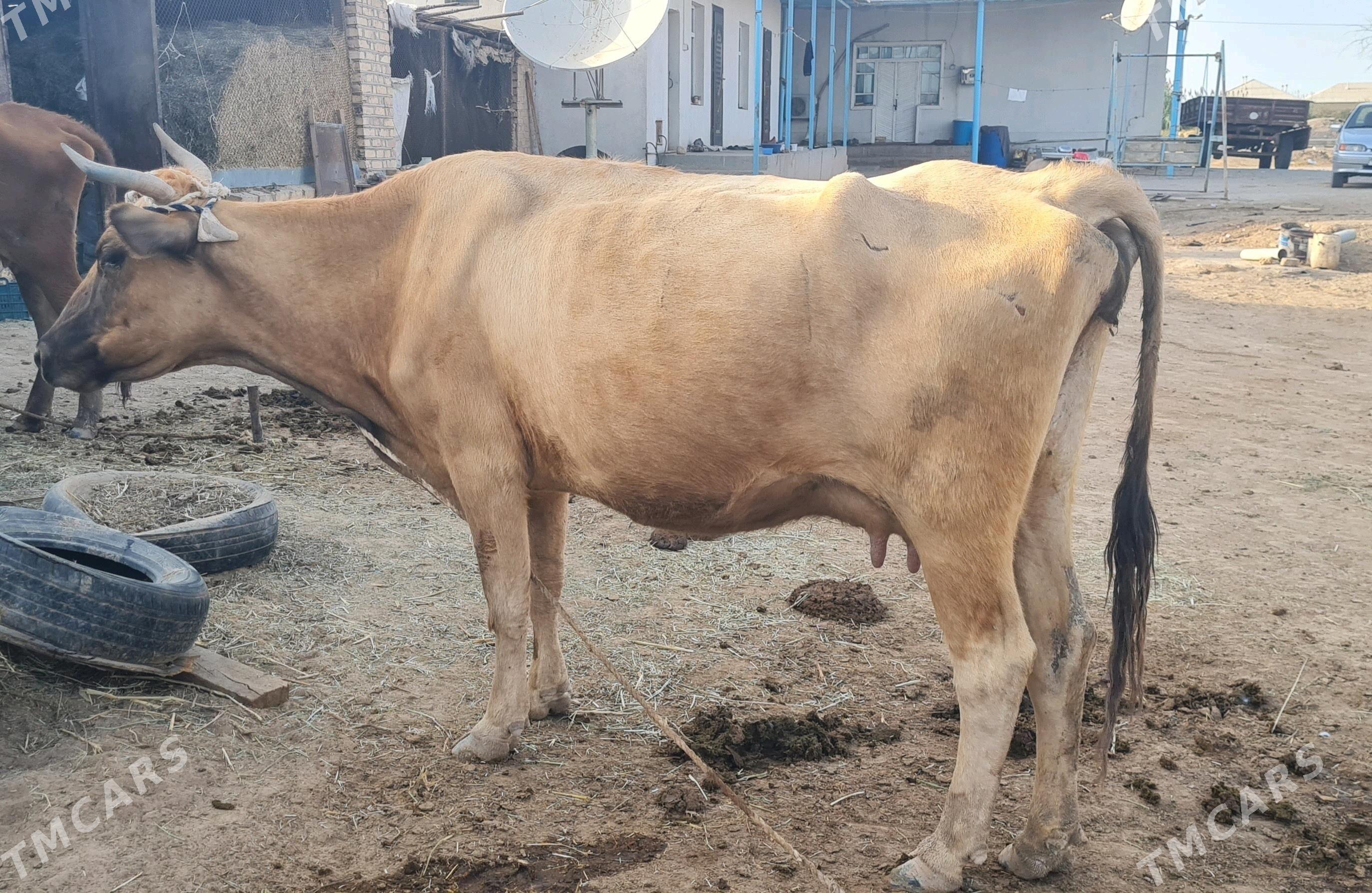 Sygyr - Бабадайхан - img 1