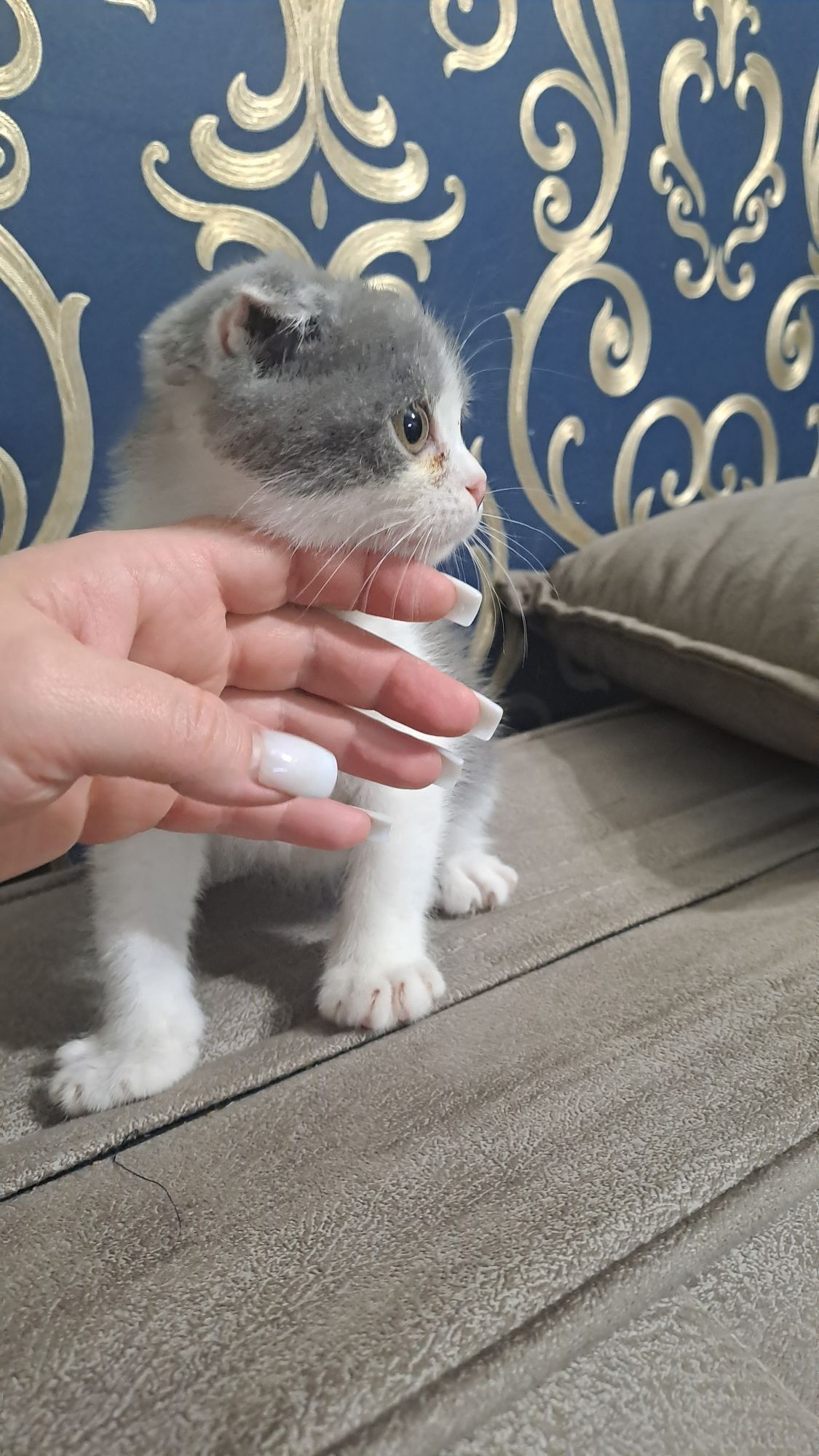 Шотландские котята - Aşgabat - img 7