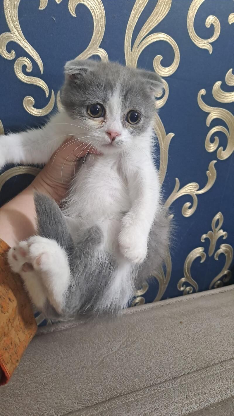 Шотландские котята - Aşgabat - img 3