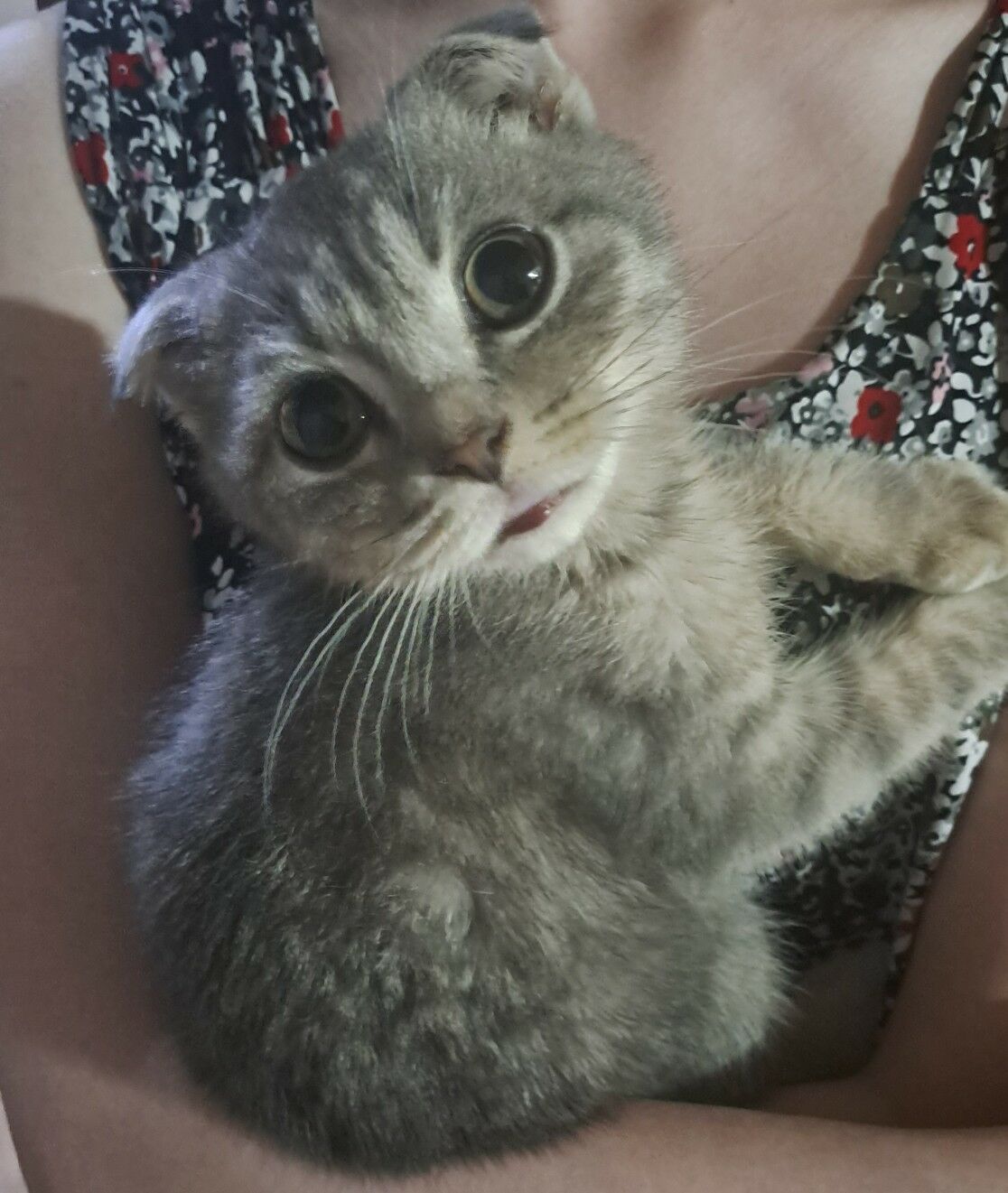 Шотландские котята - Aşgabat - img 8