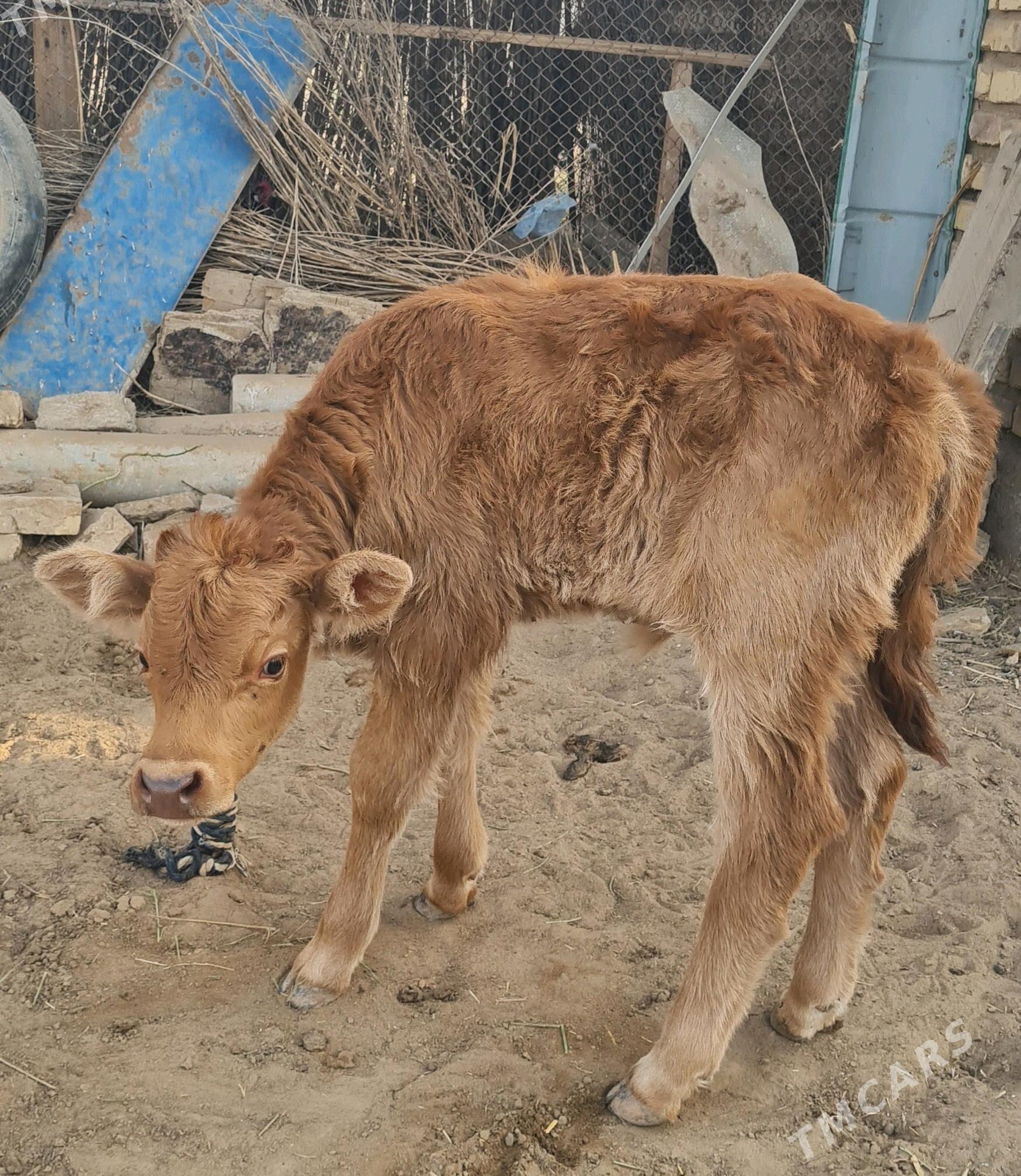 Sygyr - Бабадайхан - img 2