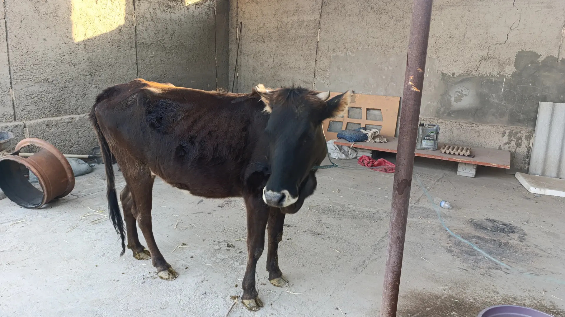 sygyr - Köýtendag - img 3