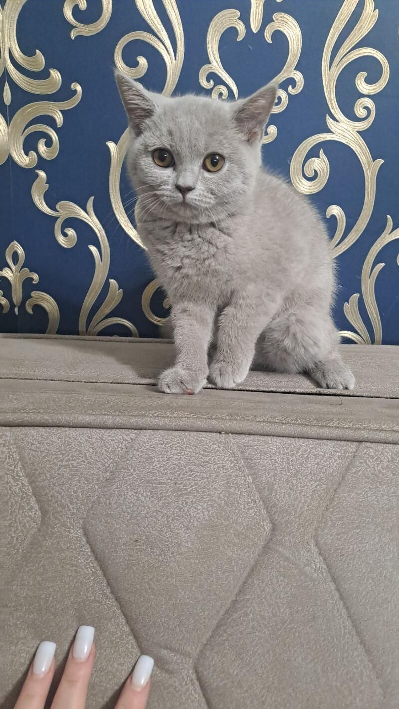 Шотландские котята - Aşgabat - img 6