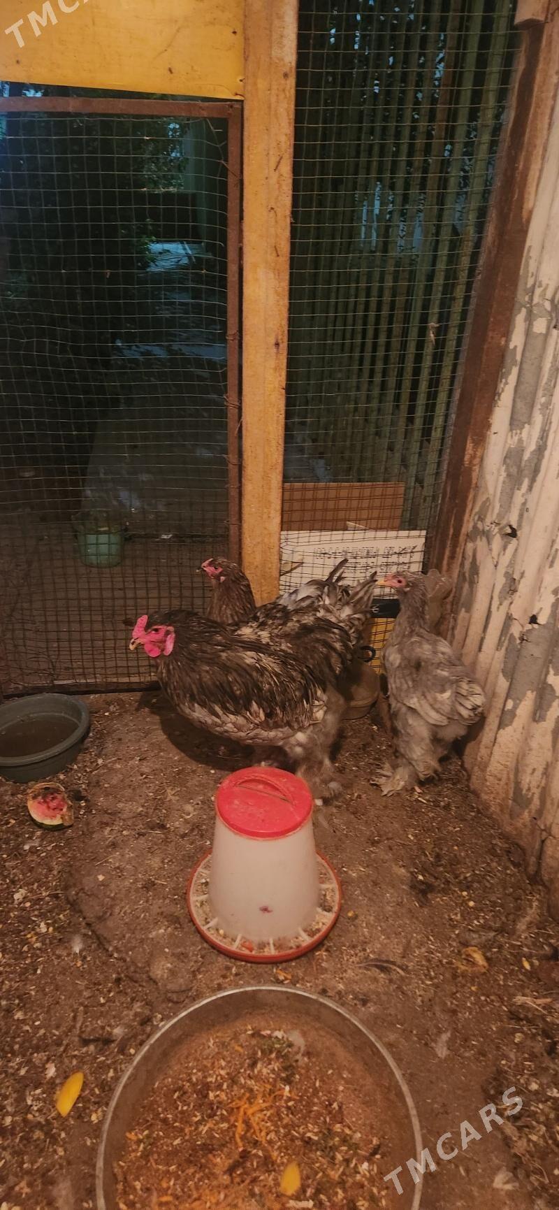 brama - Täze zaman - img 2