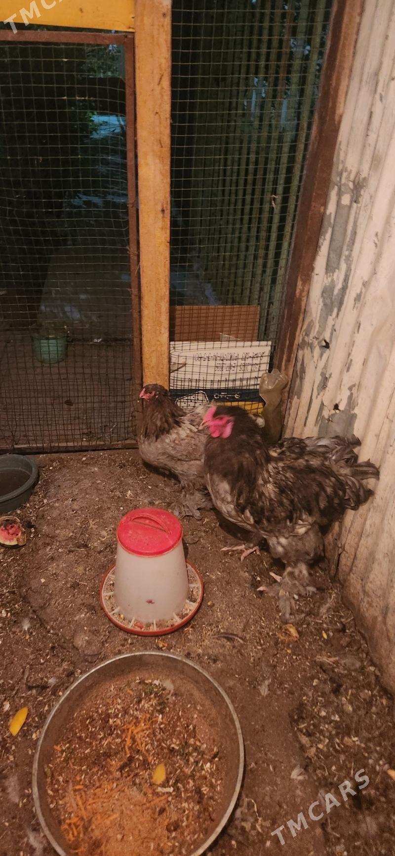 brama - Täze zaman - img 4