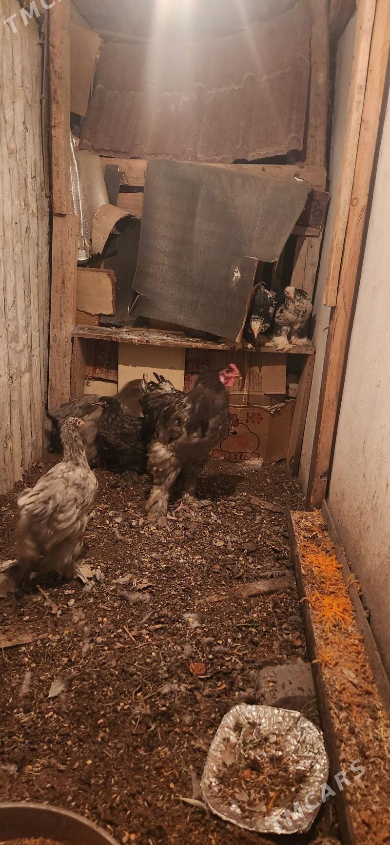 brama - Täze zaman - img 3