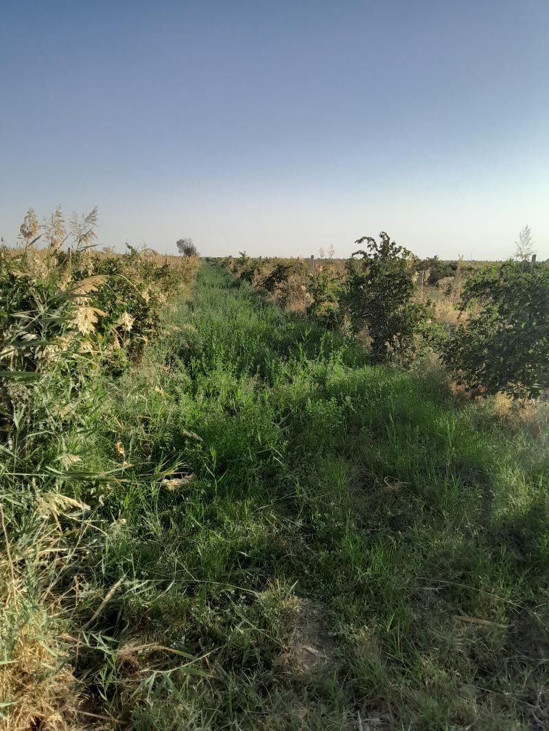 üzüm gekdar - Gökdepe - img 2
