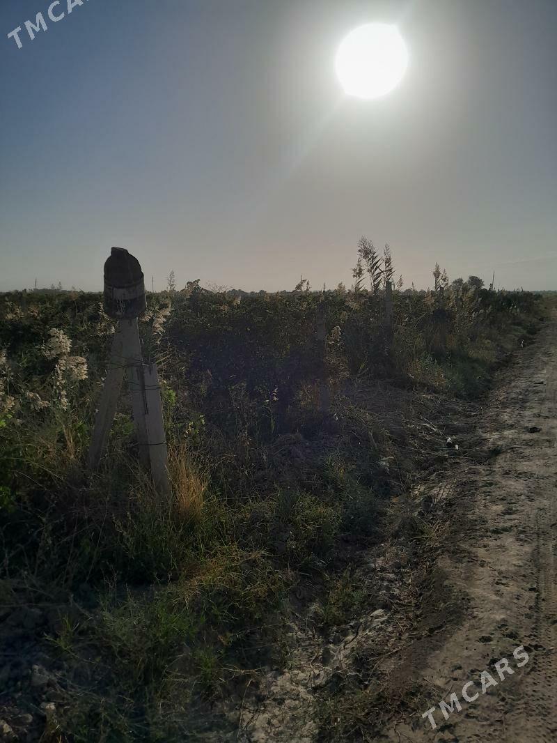 üzüm gekdar - Gökdepe - img 3