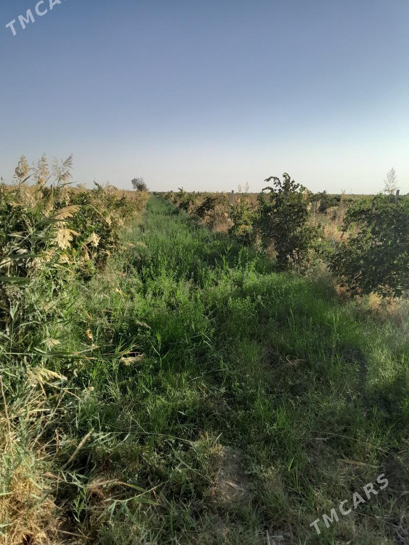 üzüm gekdar - Gökdepe - img 1