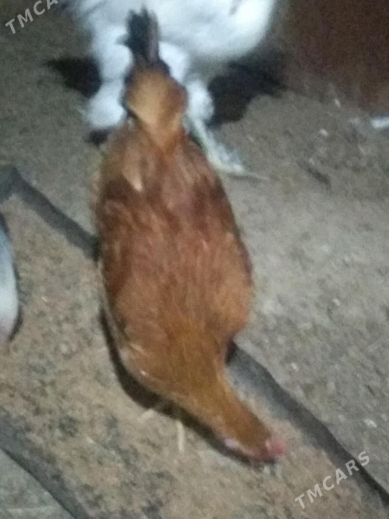 Horaz 6 ay bolan - Херрикгала - img 3