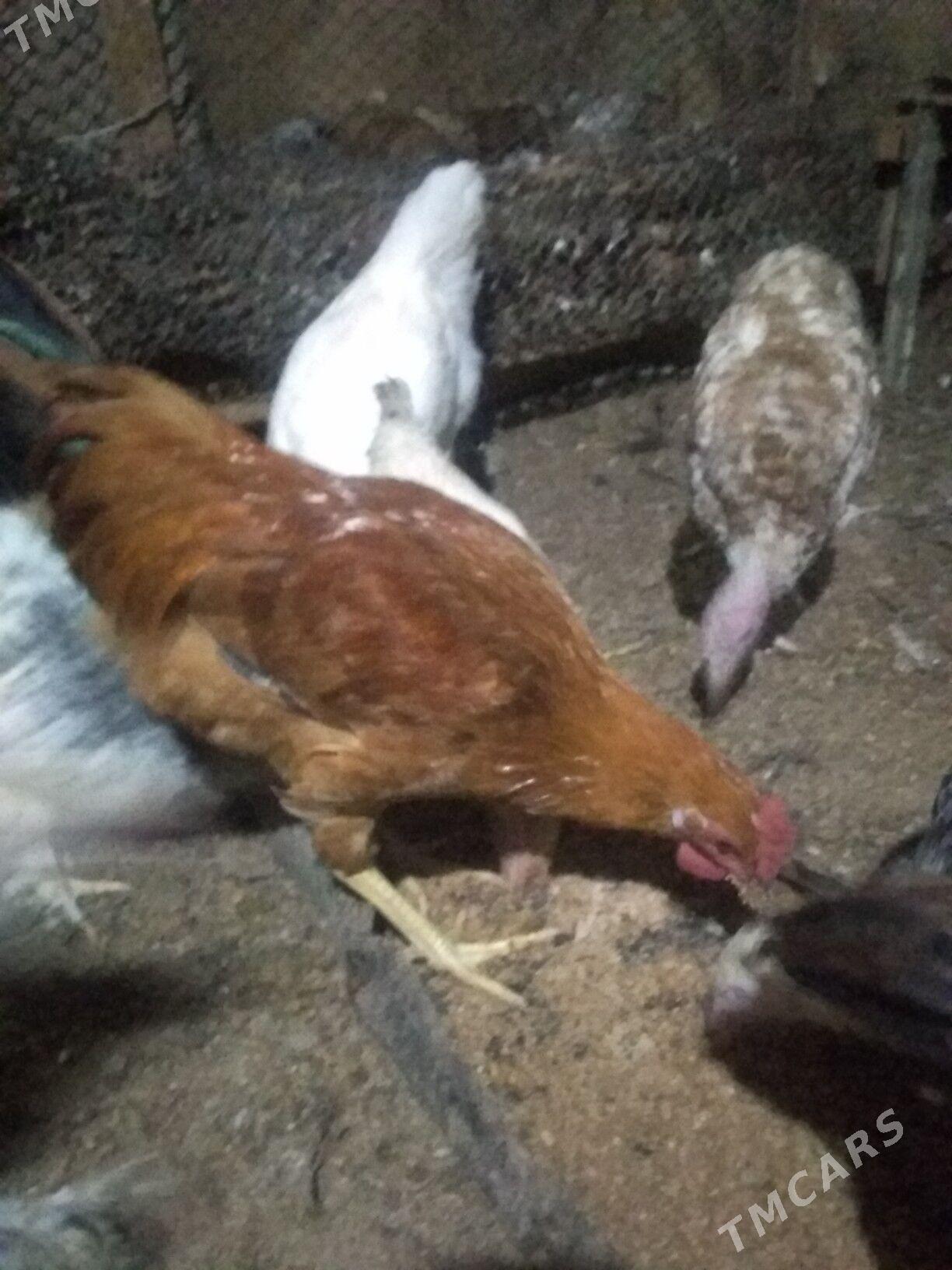 Horaz 6 ay bolan - Херрикгала - img 2