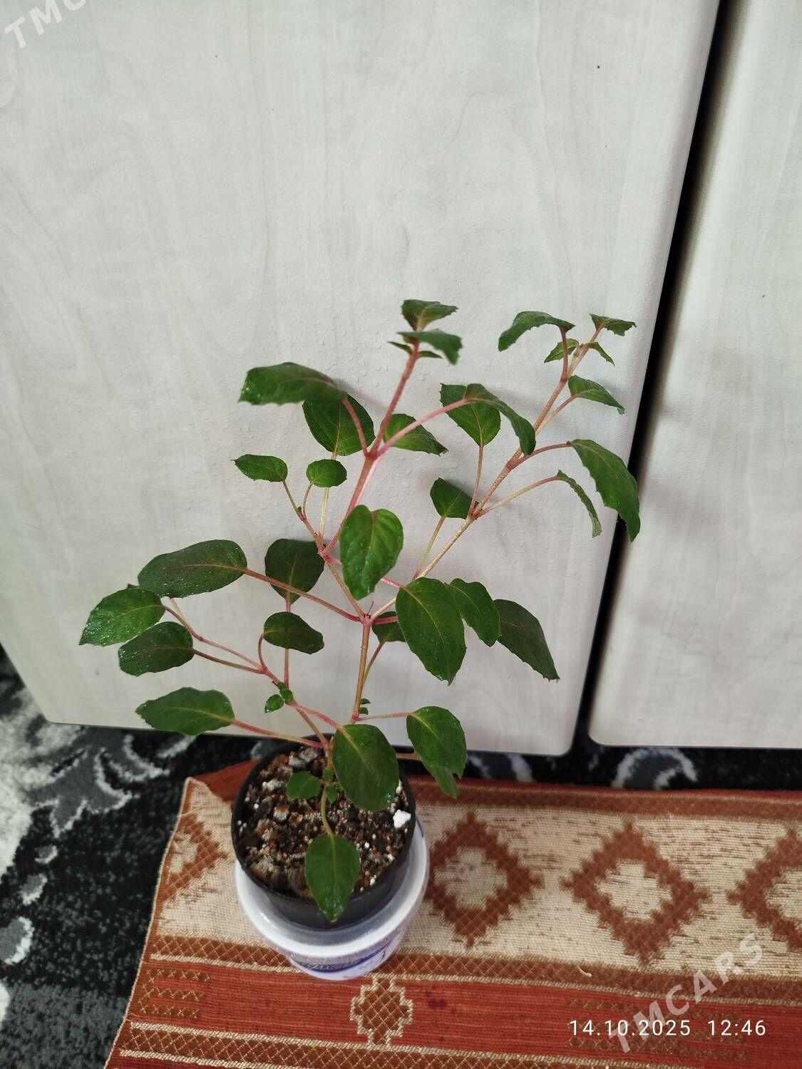 Эпипремнум Пиктус - Ruhabat (90-njy razýezd) - img 6