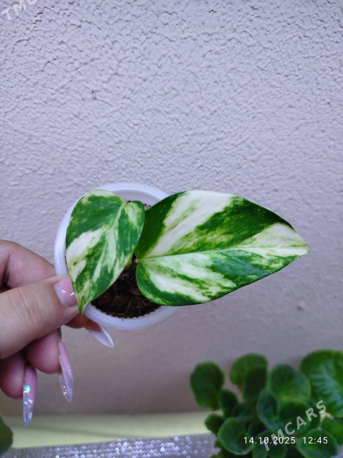 Эпипремнум Пиктус - Ruhabat (90-njy razýezd) - img 7