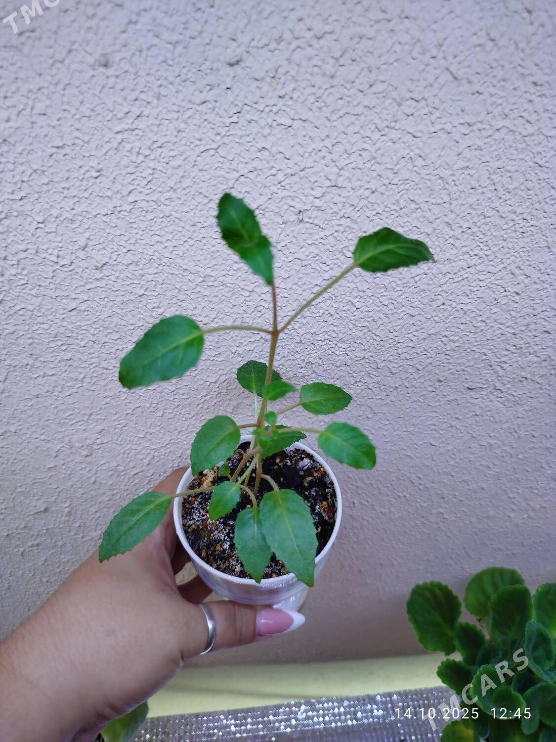 Эпипремнум Пиктус - Ruhabat (90-njy razýezd) - img 5