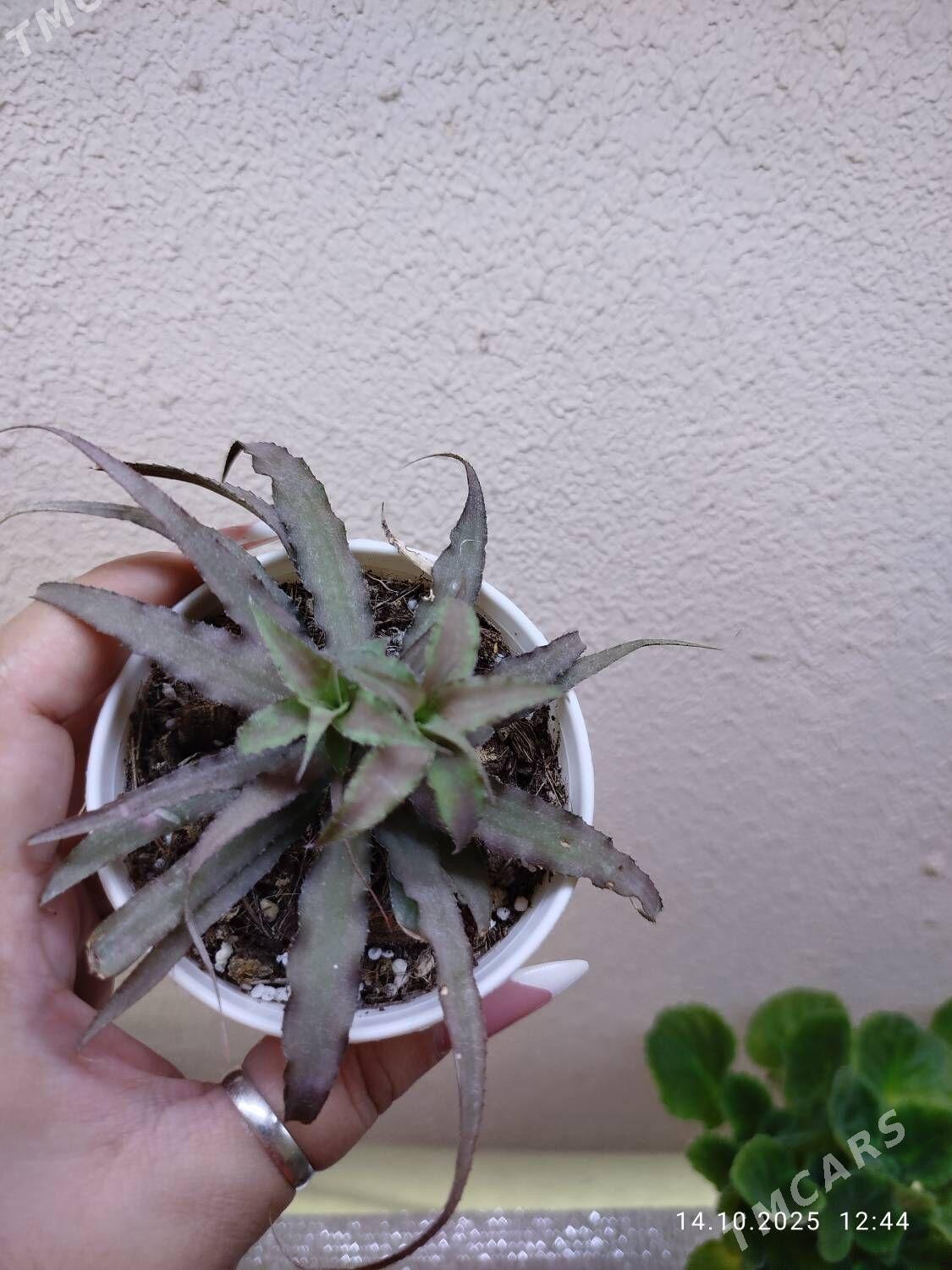 Эпипремнум Пиктус - Ruhabat (90-njy razýezd) - img 2