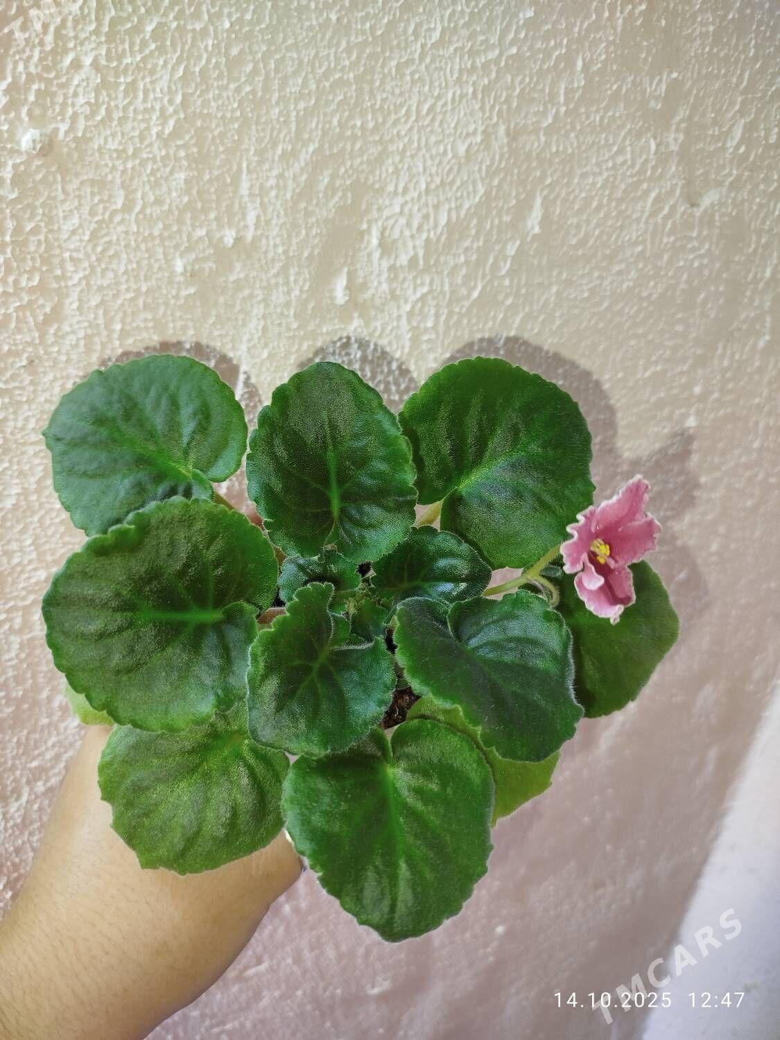 Эпипремнум Пиктус - Ruhabat (90-njy razýezd) - img 4