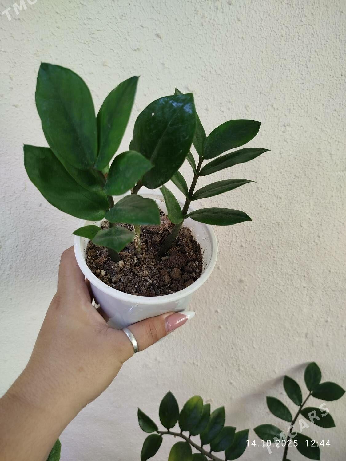 Эпипремнум Пиктус - Ruhabat (90-njy razýezd) - img 3