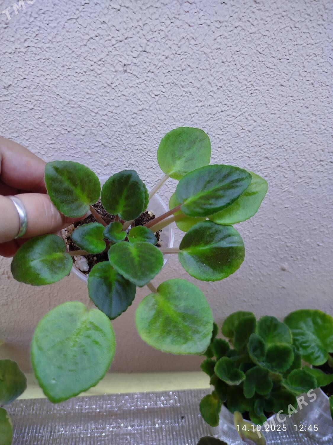 Эпипремнум Пиктус - Ruhabat (90-njy razýezd) - img 10