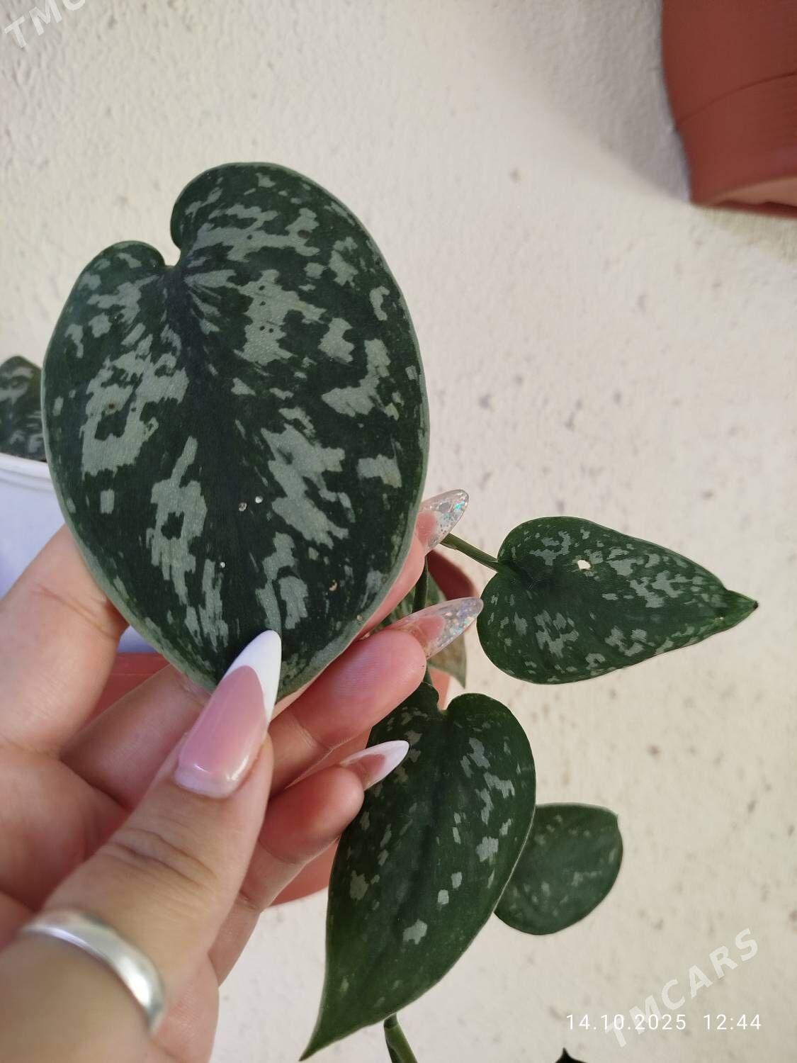 Эпипремнум Пиктус - Ruhabat (90-njy razýezd) - img 8