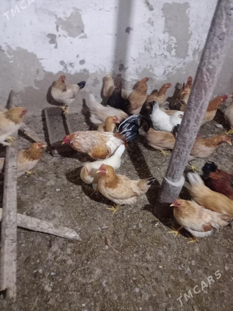 satlyk horoz - Aşgabat - img 3