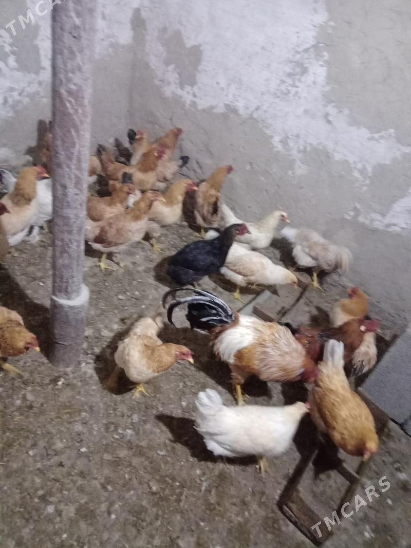 satlyk horoz - Aşgabat - img 2