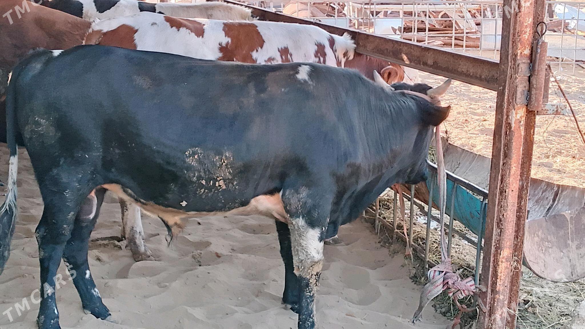 öküz - Хазар - img 5