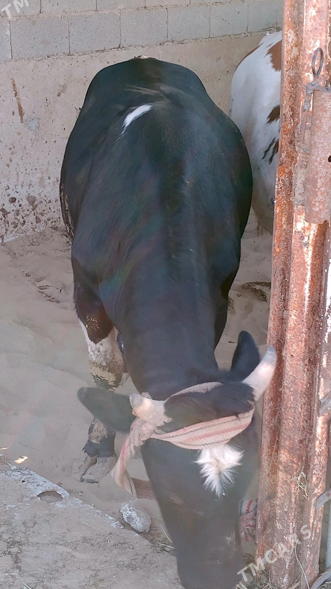 öküz - Хазар - img 4