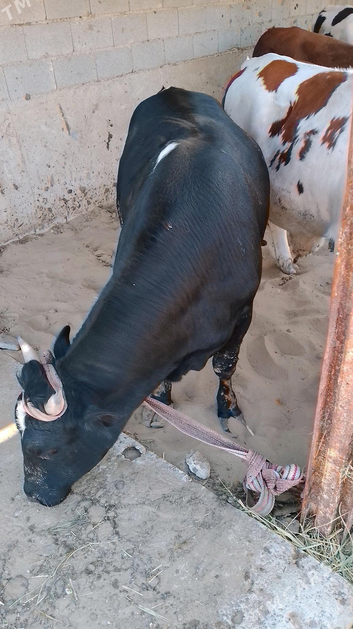 öküz - Хазар - img 3