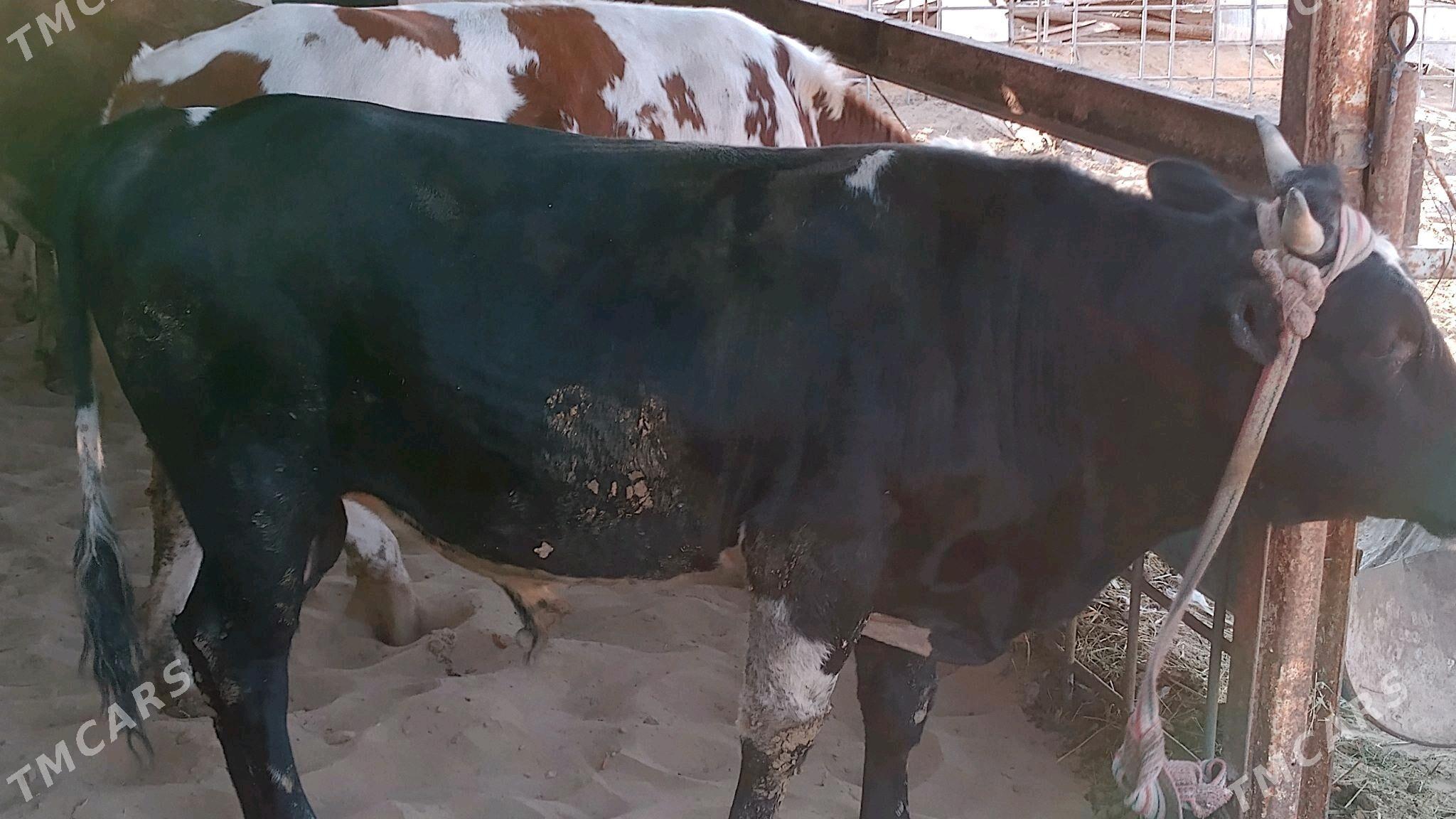 öküz - Хазар - img 2