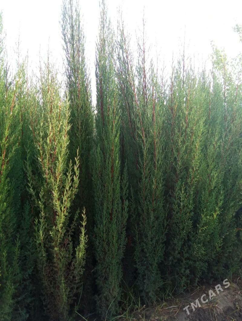 Yolka Ёлка Kiparis - Ашхабад - img 1