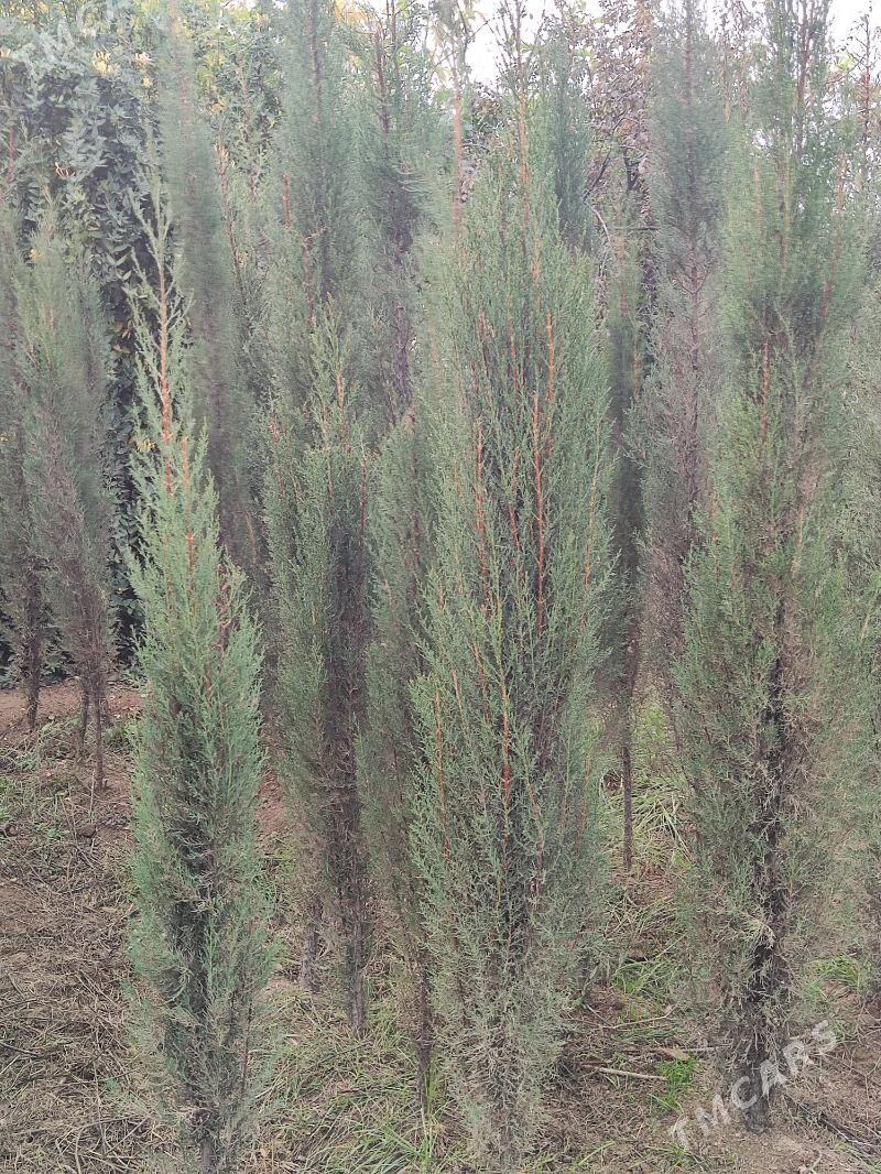 Yolka Ёлка Kiparis - Ашхабад - img 2